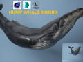Hump whale rigged 3D Model