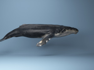 hump whale rigged Model 3D