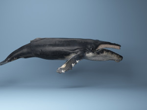 hump whale rigged Model 3D