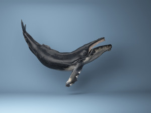 hump whale rigged Model 3D