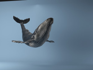 hump whale rigged Model 3D