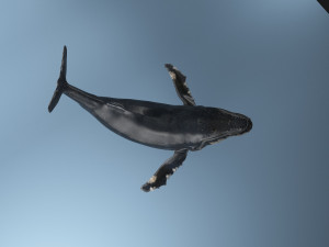 hump whale rigged Model 3D