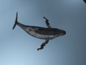 hump whale rigged 3D Model
