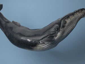 hump whale rigged 3D Model