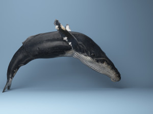 hump whale rigged Model 3D