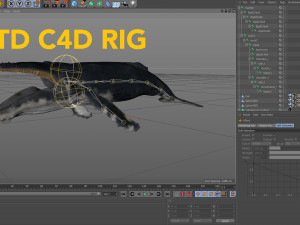 hump whale rigged Model 3D