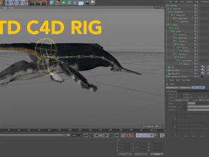 hump whale rigged 3D Model