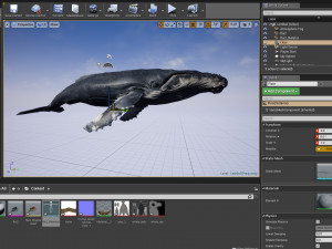 hump whale rigged Model 3D