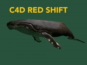 hump whale rigged Model 3D