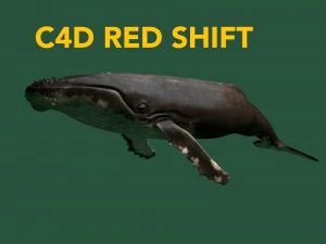 hump whale rigged 3D Model