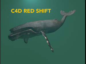 hump whale rigged Model 3D