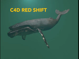 hump whale rigged 3D Model