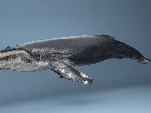 hump whale rigged Model 3D