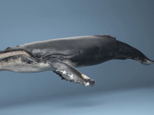 hump whale rigged 3D Model