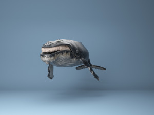 hump whale rigged Model 3D