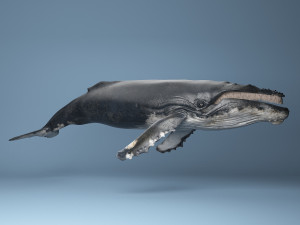 hump whale rigged Model 3D
