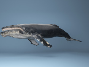 hump whale rigged Model 3D
