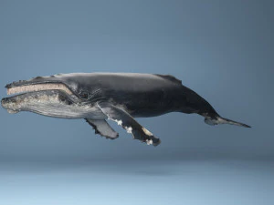 hump whale rigged 3D Model