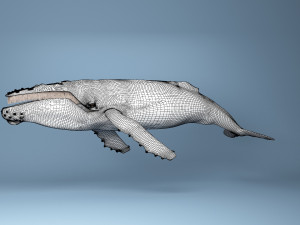 hump whale rigged Model 3D