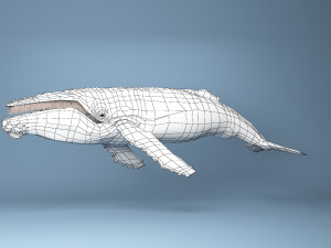 hump whale rigged Model 3D