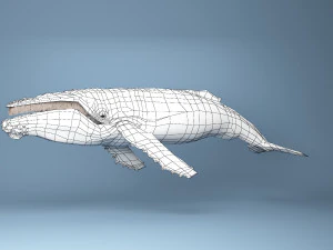 hump whale rigged 3D Model
