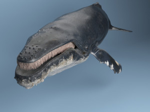 hump whale rigged Model 3D