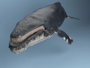 hump whale rigged 3D Model