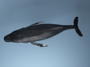hump whale rigged Model 3D