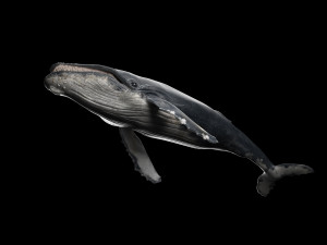 hump whale rigged Model 3D