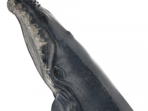 hump whale rigged Model 3D