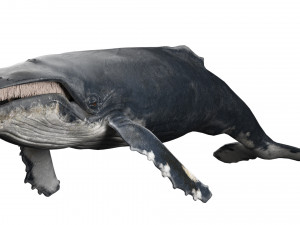 hump whale rigged Model 3D