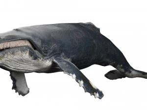 hump whale rigged 3D Model
