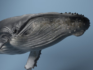 hump whale rigged Model 3D