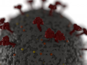 coronavirus covid 19 3D 모델
