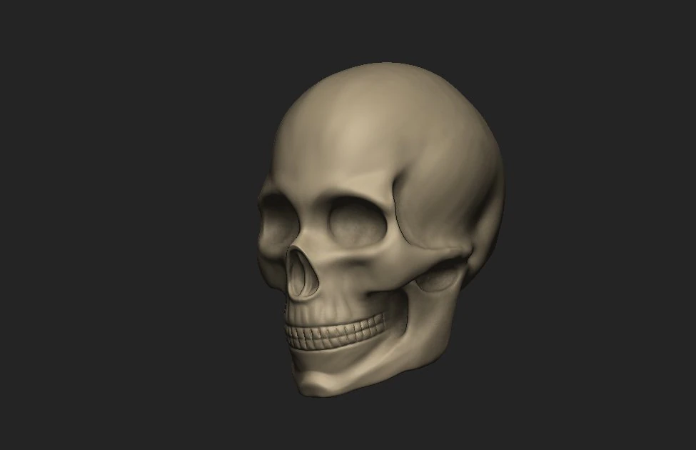 female skull 3D Model .c4d .max .obj .3ds .fbx .stl .blend