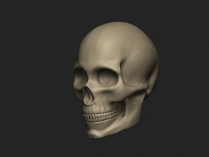 female skull 3D-Modell