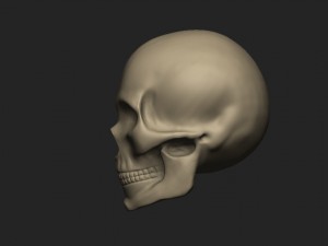 female skull 3Dモデル