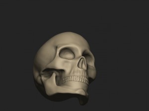 female skull 3Dモデル