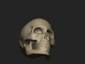 female skull 3D Model