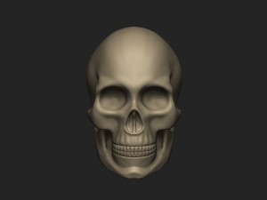 female skull 3Dモデル