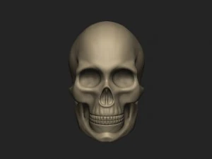 female skull 3D Model