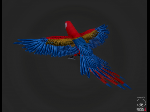 parrot 3D Model