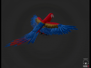 parrot Modèle 3D