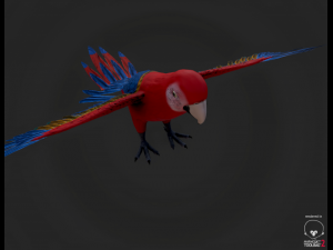 parrot Modèle 3D