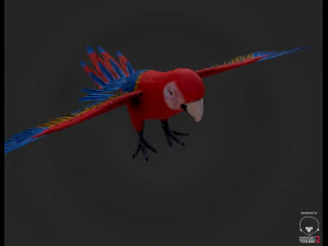 parrot 3D Model