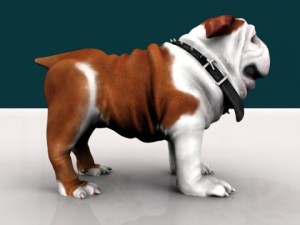 bulldog Modelo 3D