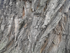 bark texture pack CG Textures