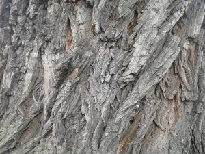 나무껍질 텍스처 팩 CG 텍스쳐