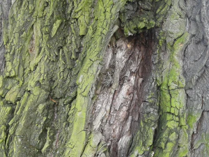 나무껍질 텍스처 팩 CG 텍스쳐