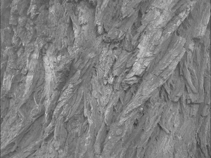 bark texture pack CG Textures